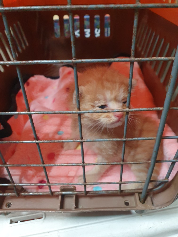 펫앤쉘터동물병원_441378202401245